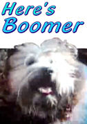 Locandina Boomer cane intelligente