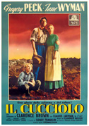 Il cucciolo