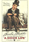 Vita da cani