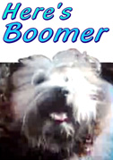 Boomer cane intelligente