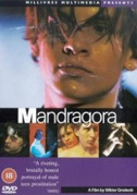 Mandragora
