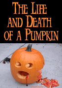The life and death of a pumpkin