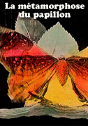 La métamorphose du papillon