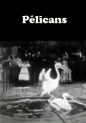 Pélicans
