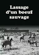 Lassage d'un boeuf sauvage