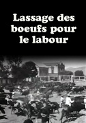Lassage des boeufs pour le labour