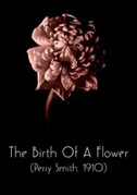 The birth of a flower
