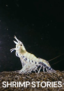 Locandina Shrimp stories
