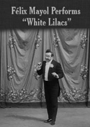 Lilas blanc
