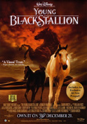 Young black stallion