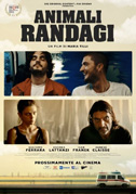 Animali randagi