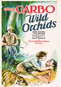 Orchidea selvaggia